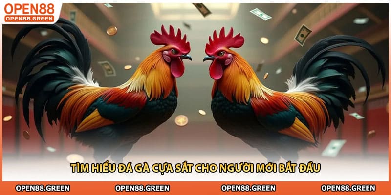 Tìm hiểu Đá Gà Cựa Sắt cho người mới bắt đầu