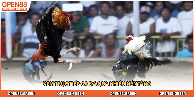 Xem trực tiếp gà đá qua nhiều nền tảng